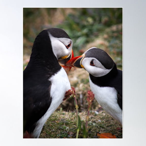 Puffins (Vi) Lunga Island Scotland Poster Wall Art Modern Wall Decor For Living Room Bedroom
