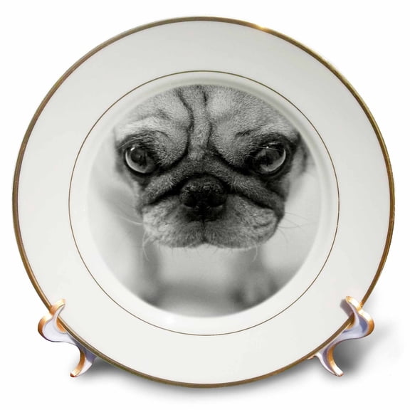 3dRose, Pug, 8 inch Porcelain Plate