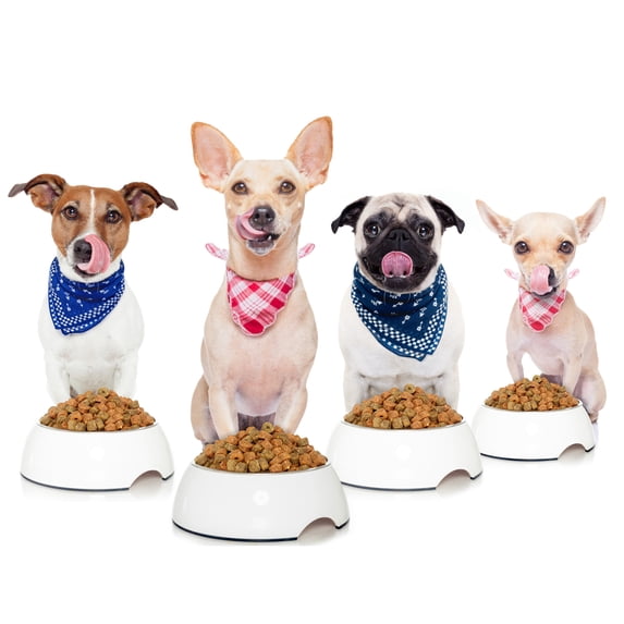 Pug Chihuahua Jack Russell Dog Dinner Photo Extra Large XL Wall Art Poster Print