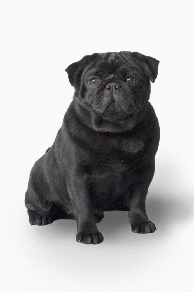 Pug Dog Canvas Art - Corey Hochachka Design Pics (11 x 17)