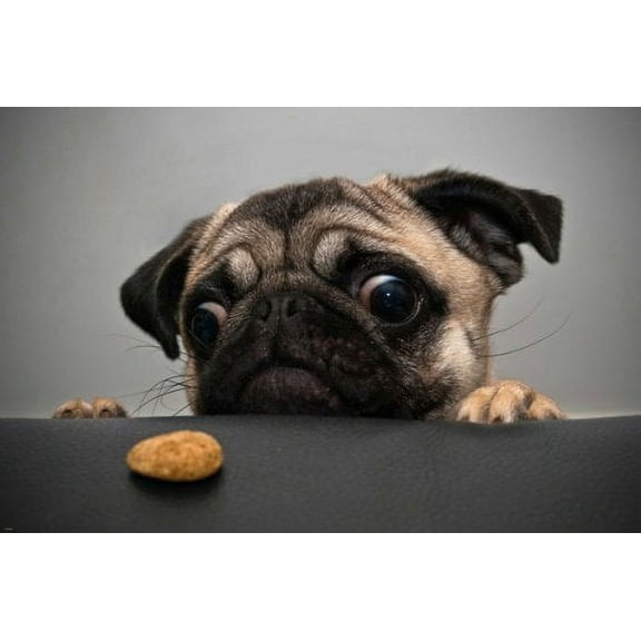 Pug Dog Hilarious Looking At Snack Sad Eyes Adorable Face 24" x 0.01" Poster, by HSE USA