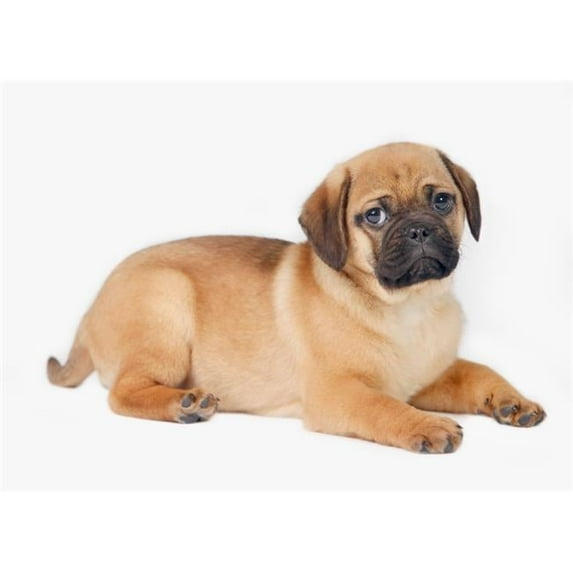 Pug Dog Poster Print, 36 x 26