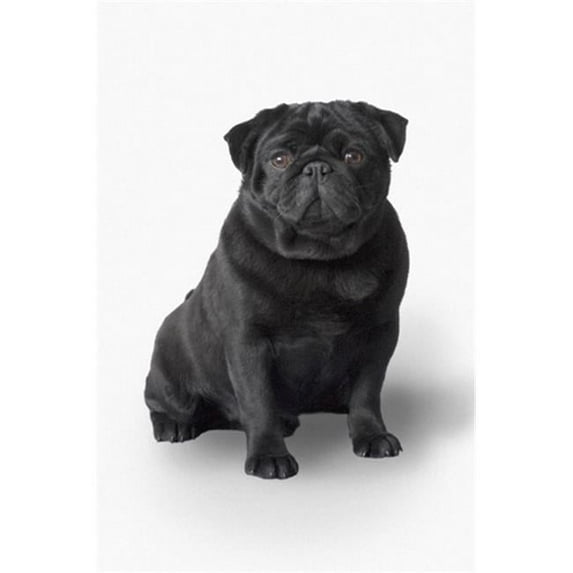 Pug Dog Poster Print by Corey Hochachka, 22 x 34 - Large