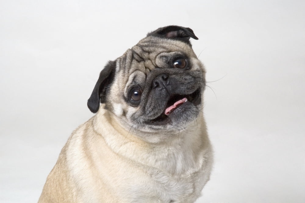Pug Dog Smiling Canvas Art - Corey Hochachka Design Pics (34 x 22)