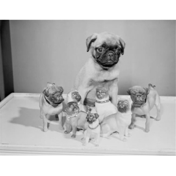 Pug Dog with Porcelain Figurines Poster Print - 18 x 24 in.