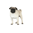 thumbnail image 1 of Pug Edible Icing Image for 6 inch Round Cake, 1 of 1