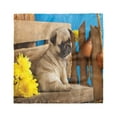 thumbnail image 1 of Pug Head Scarf, Puppy Photography on Bench, Head Wrap, 3 Sizes, by Ambesonne, 1 of 2