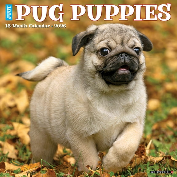 Pug Puppies 2026 Wall Calendar