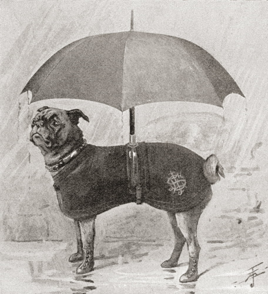 A Pug Wearing Boots Coat And Umbrella To Protect It From The Rain From The Strand Magazine Published 1896 Canvas Art - Ken Welsh Design Pics (26 x 28)