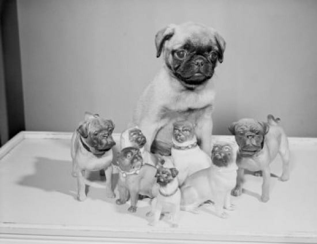 Pug dog with porcelain figurines Canvas Art - (18 x 24)