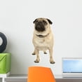 thumbnail image 1 of Pug over White Wall Decal by Wallmonkeys Peel and Stick Graphic (18 in H x 9 in W) WM170495, 1 of 4