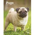 thumbnail image 1 of Pugs 2021 Engagement (Other), 1 of 1