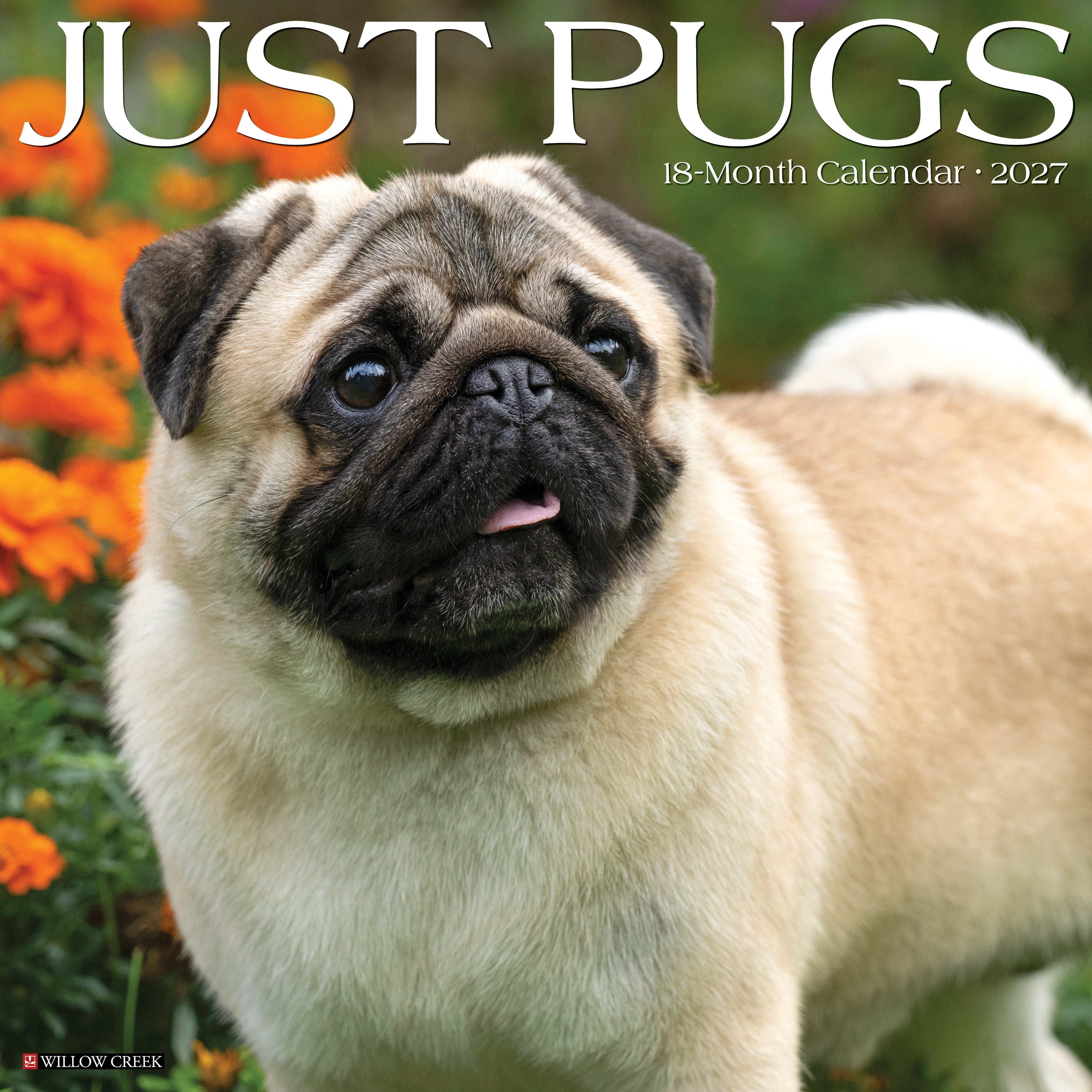 Willow Creek Press, Pugs 2027 Wall Calendar