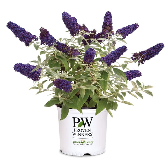 GoBuyPlants Buddleia Pugster Blue ~ Butterfly Bush - 3 Gal