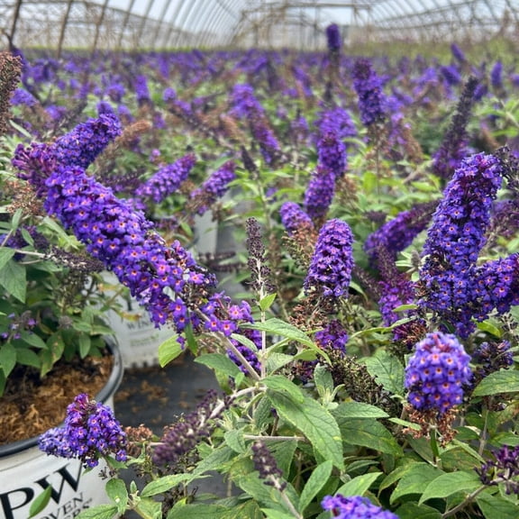 GoBuyPlants Buddleia Pugster Blue ~ Butterfly Bush - 3 Gal