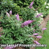 Pugster Pinker Butterfly Bush - 2 Gallon Perennial