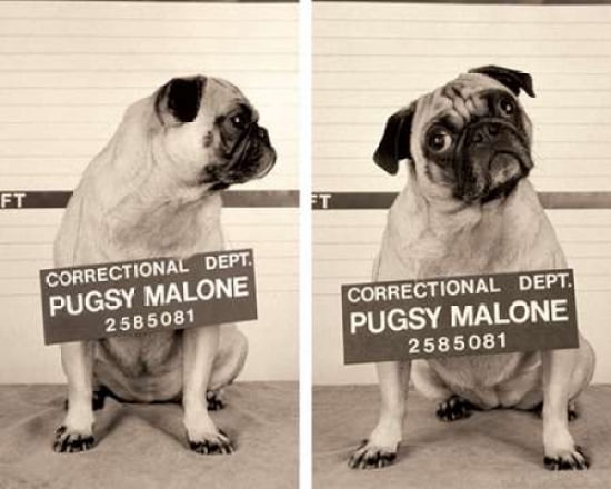 Pugsy Malone Canvas Art - Jim Dratfield (24 x 30)