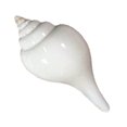 thumbnail image 1 of Puja Sankha | White Conch Shells (Pack of 1) By Indian Collectible, 1 of 4
