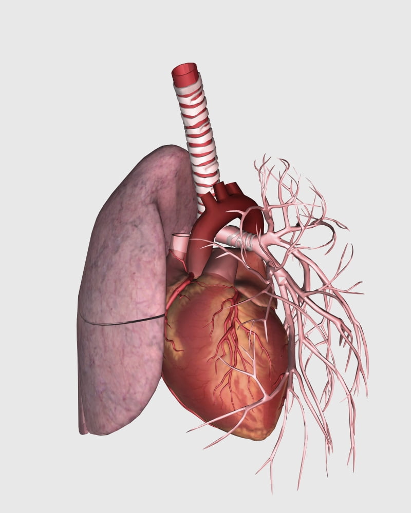 Pulmonary circulation of human heart and lung Canvas Art - Stocktrek Images (13 x 16)