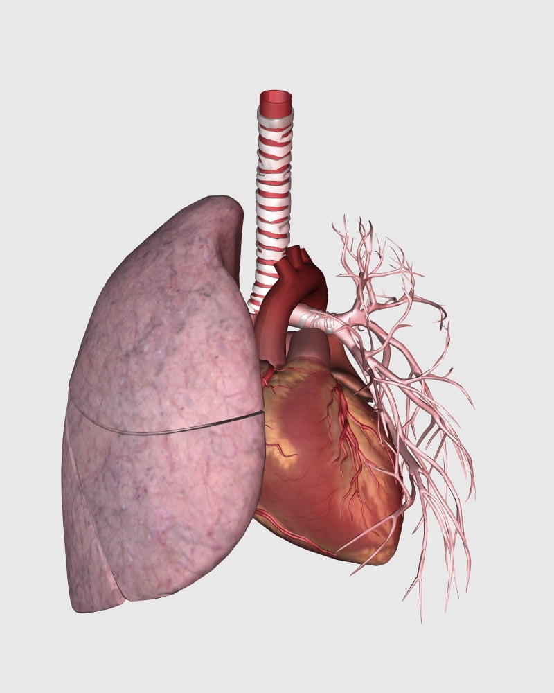 Pulmonary circulation of human heart and lung Canvas Art - Stocktrek Images (13 x 16)