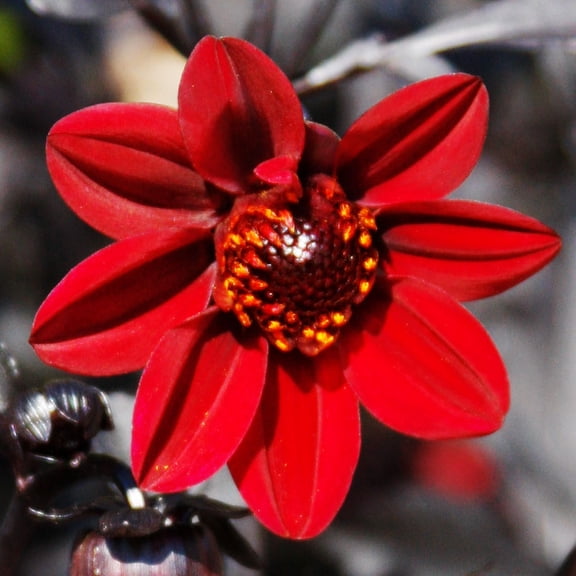 Pulp Fiction Dahlia Flower Tubers - 3 Bulbs Per Pack - Seeds for Planting - Grows Well In Containers - Easy to Grow Live Plant - Attracts Butterflies and Hummingbirds - Good as Cut Flowers