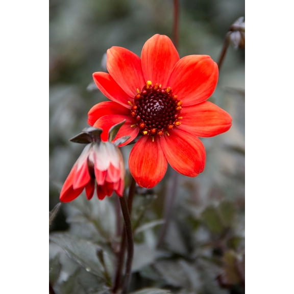 Pulp Fiction Dark Leaf Dahlia - 1 Root Clump - Almost Black Foliage - New