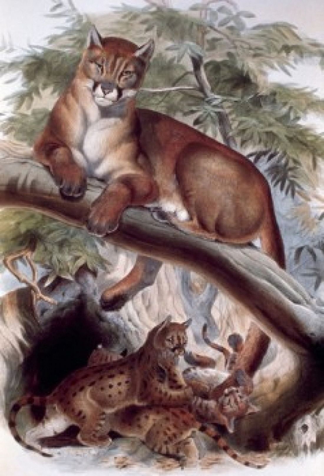 Puma Artist Unknown Canvas Art - (24 x 36)