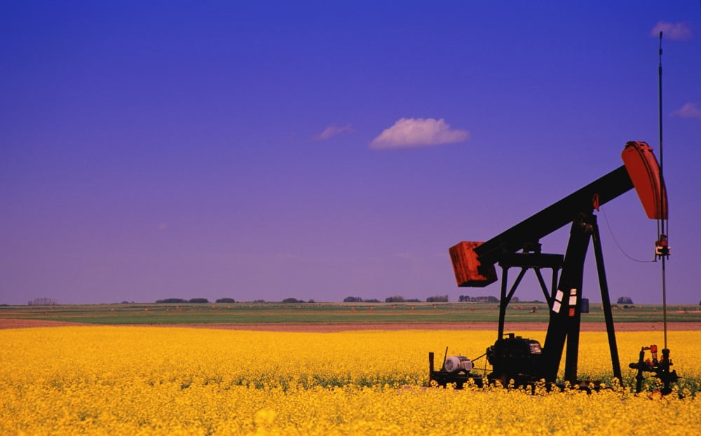 Pumpjack In A Canola Field Canvas Art - Carson Ganci Design Pics (17 x 11)