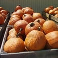 thumbnail image 1 of Pumpkin Aladdin F1 Seed, 1 of 1