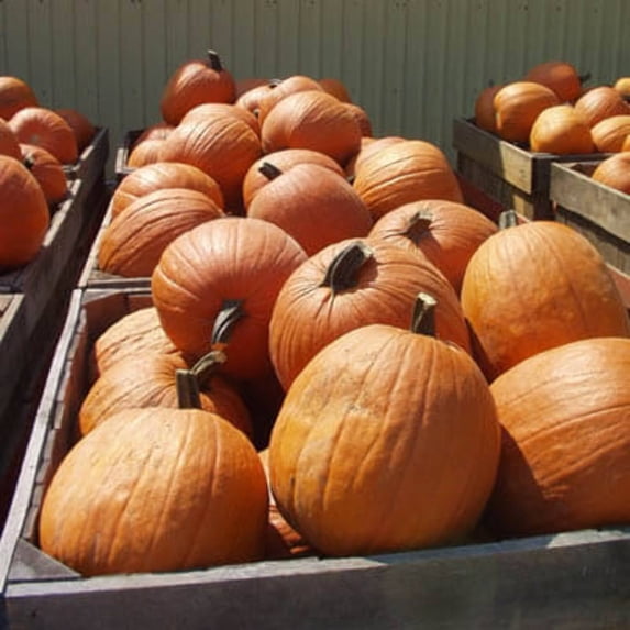 Pumpkin Aladdin F1 Seed