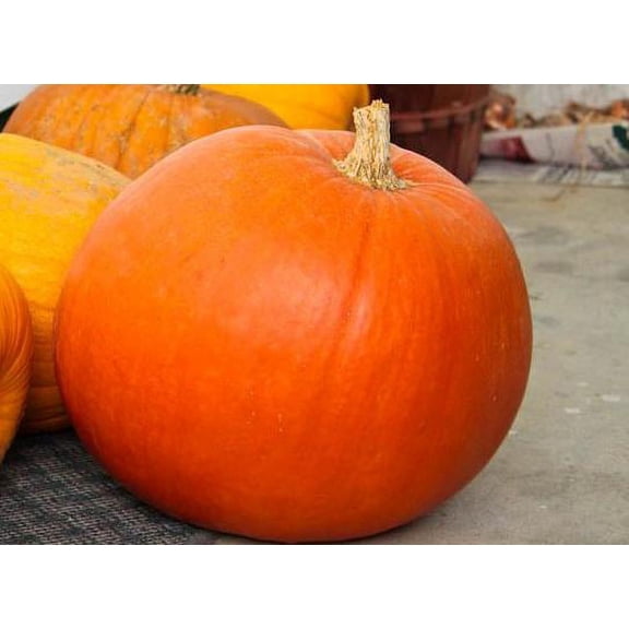 Pumpkin BIG MAX Great Heirloom Vegetable By Seed Kingdom 1 Lb Seeds