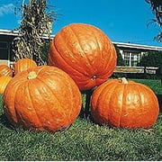Pumpkin Big MAX Great Heirloom Vegetable by Seed Kingdom Bulk 5 Lb Seeds