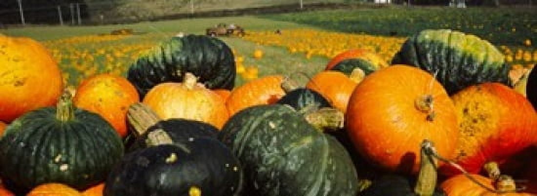 Pumpkin Field Half Moon Bay California USA Canvas Art - Panoramic Images (18 x 7)