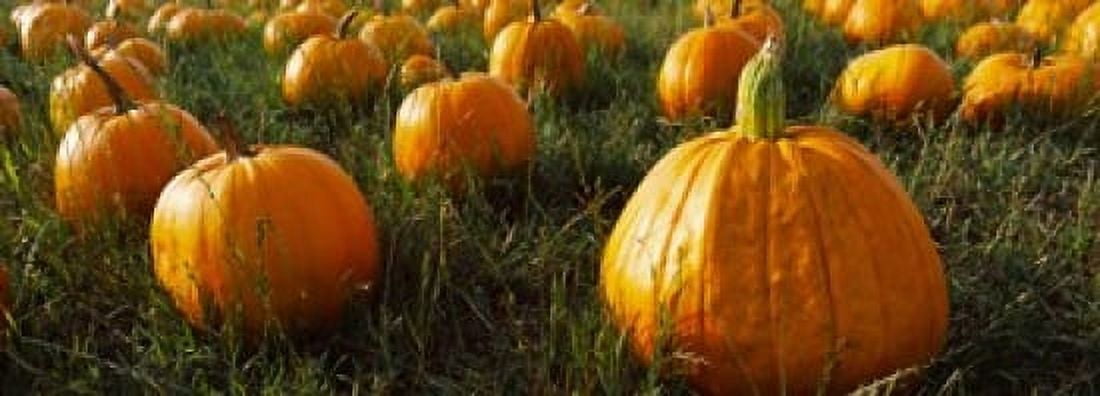 Pumpkin Field Half Moon Bay California USA Canvas Art - Panoramic Images (36 x 13)