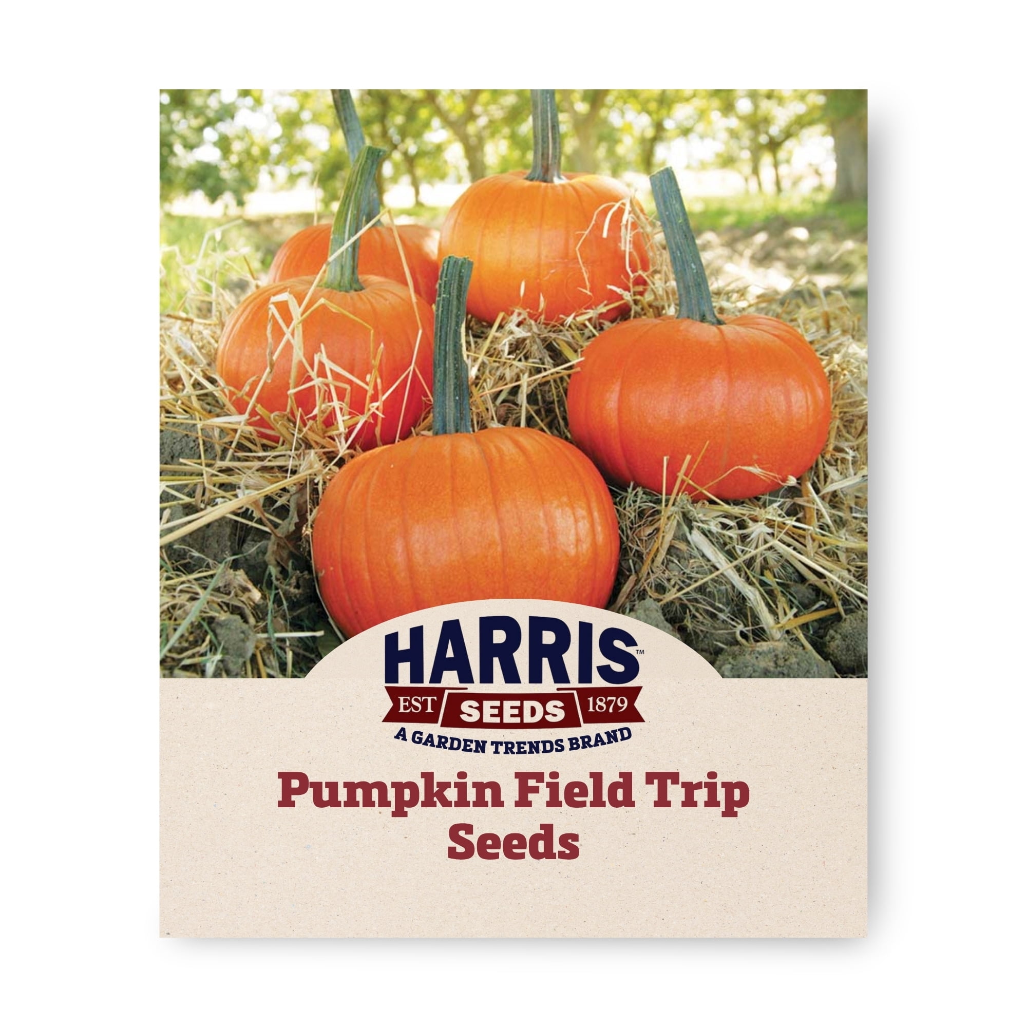 Harris Seeds Pumpkin Field Trip F1, Medium Size Orange Pumpkins for Garden Growing, Treated, 250 Count