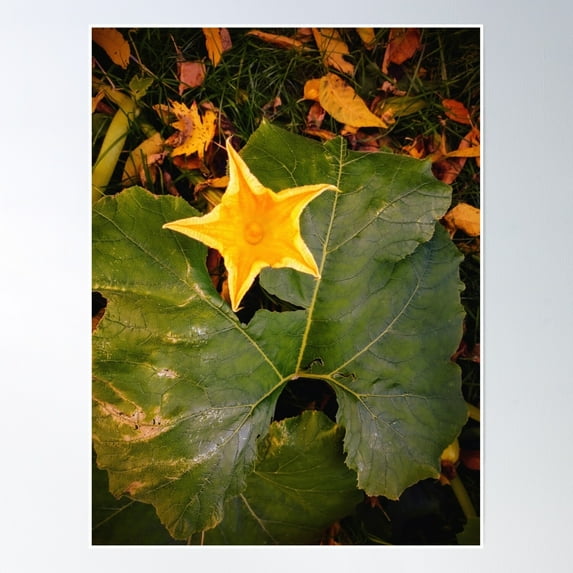 Pumpkin Flower Poster Wall Art, Modern Wall Decor, 12x18 UNFRAMED