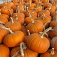 thumbnail image 1 of Pumpkin Garden Seeds - Baby Bear Pumpkins - 1 Lb Bulk Seed - Heirloom, Non-GMO - Golden Orange Pumpkin Variety - Vegetable Gardening Seed, 1 of 2
