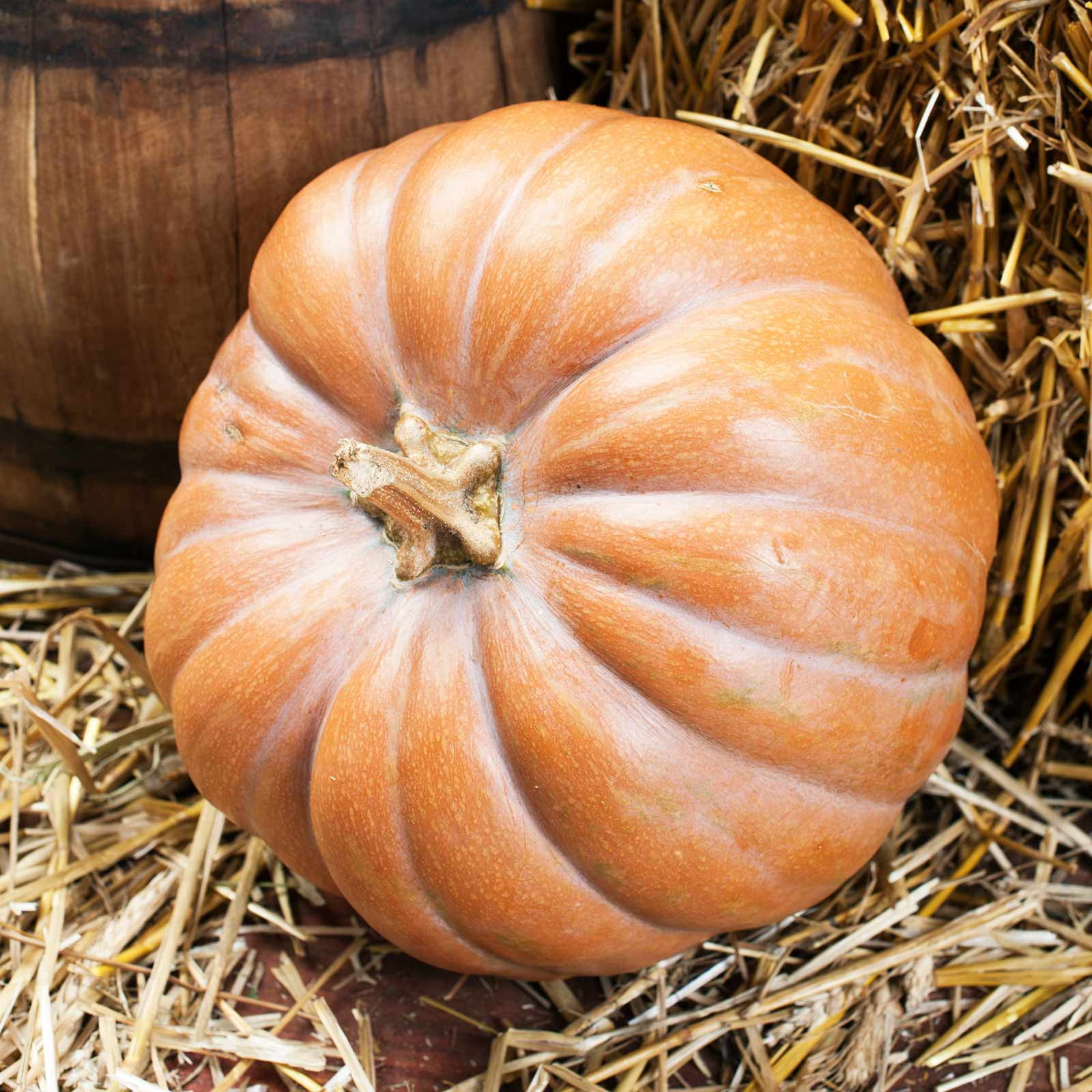 Pumpkin Garden Seeds - Fairytale - 100 Seeds - Non-GMO