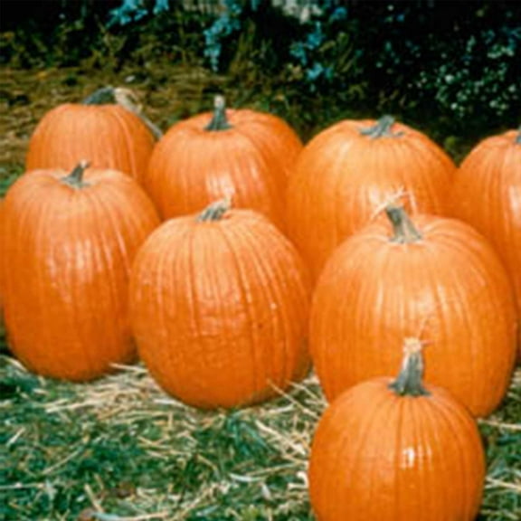Pumpkin Garden Seeds - Howden Biggie Variety - 100 (treated) Seeds - Non-GMO, Heirloom Pumpkins - Rich Orange - Extra-Large Jack O'Lantern