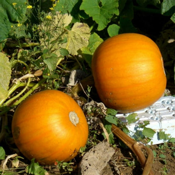 Pumpkin Garden Seeds - Orange Smoothie Hybrid Variety - 1000 Seeds - AAS Winner - Non-GMO Bright Orange Pumpkins - Vegetable Gardening Seed