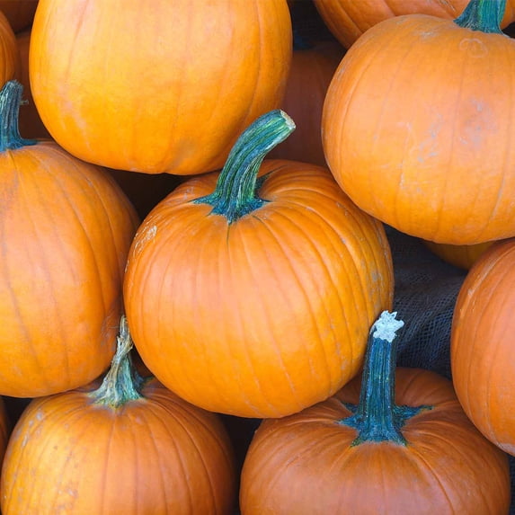 Pumpkin Garden Seeds - Sugar Pie Variety - 1 oz - Non-GMO, Heirloom Pumpkins - Great for Pies and Canning - Vegetable Gardening Seed