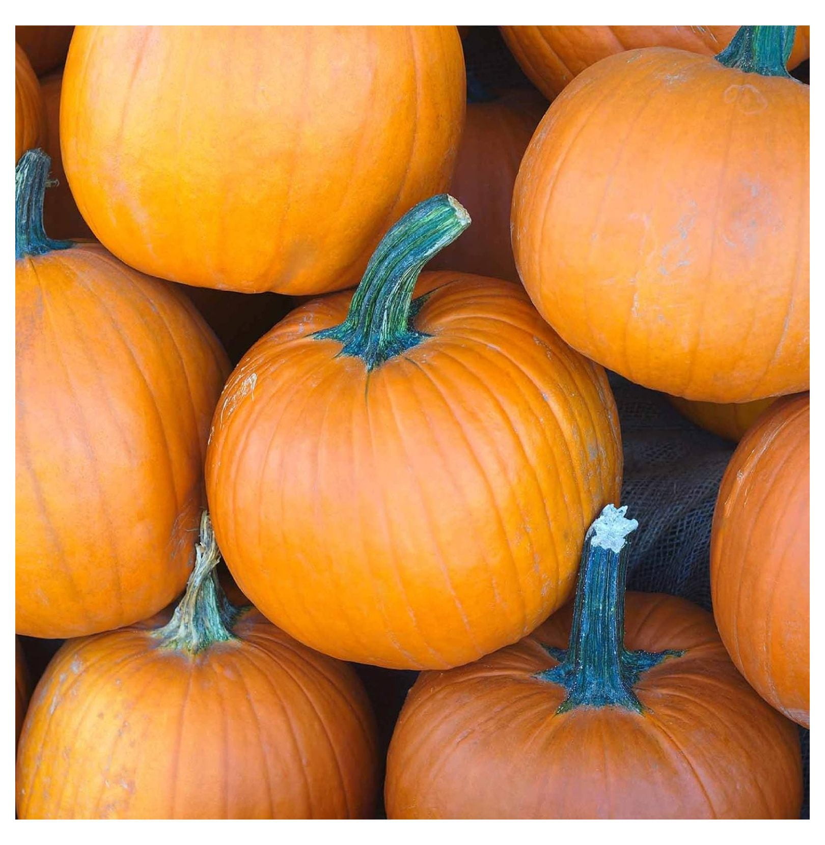 Pumpkin Garden Seeds Sugar Pie Variety 5 Lbs Bulk NonGMO