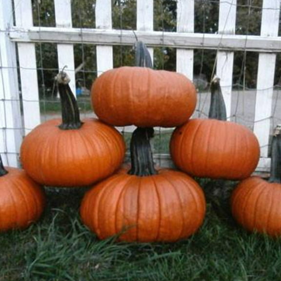 Pumpkin Garden Seeds - Thumpkin - 4 g Packet ~25 Seeds - Non-GMO, Vegetable Gardening Seeds