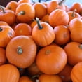 thumbnail image 1 of Pumpkin Garden Seeds - Wee-B-Little Variety - 4 oz - Non-GMO, Heirloom - AAS Winner - Vegetable Gardening Seed - Small Miniature Pumpkins, 1 of 2