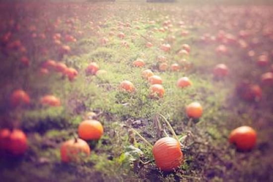 Pumpkin Harvest Canvas Art - Roberta Murray (12 x 18)