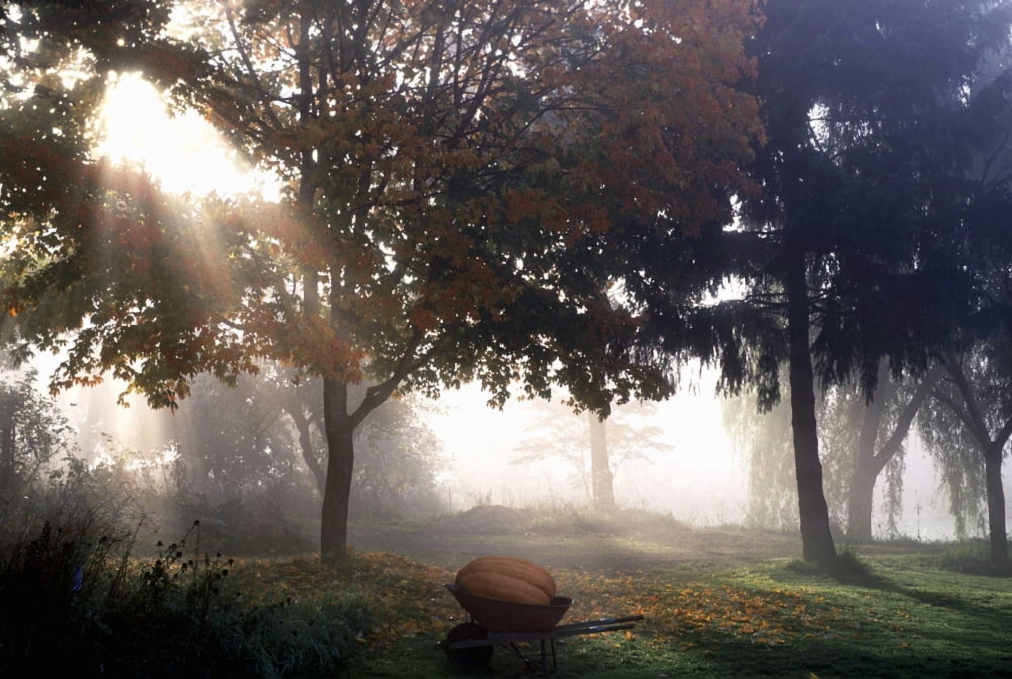 Pumpkin In A Wheelbarrow British Columbia Canvas Art - David Nunuk Design Pics (34 x 22)
