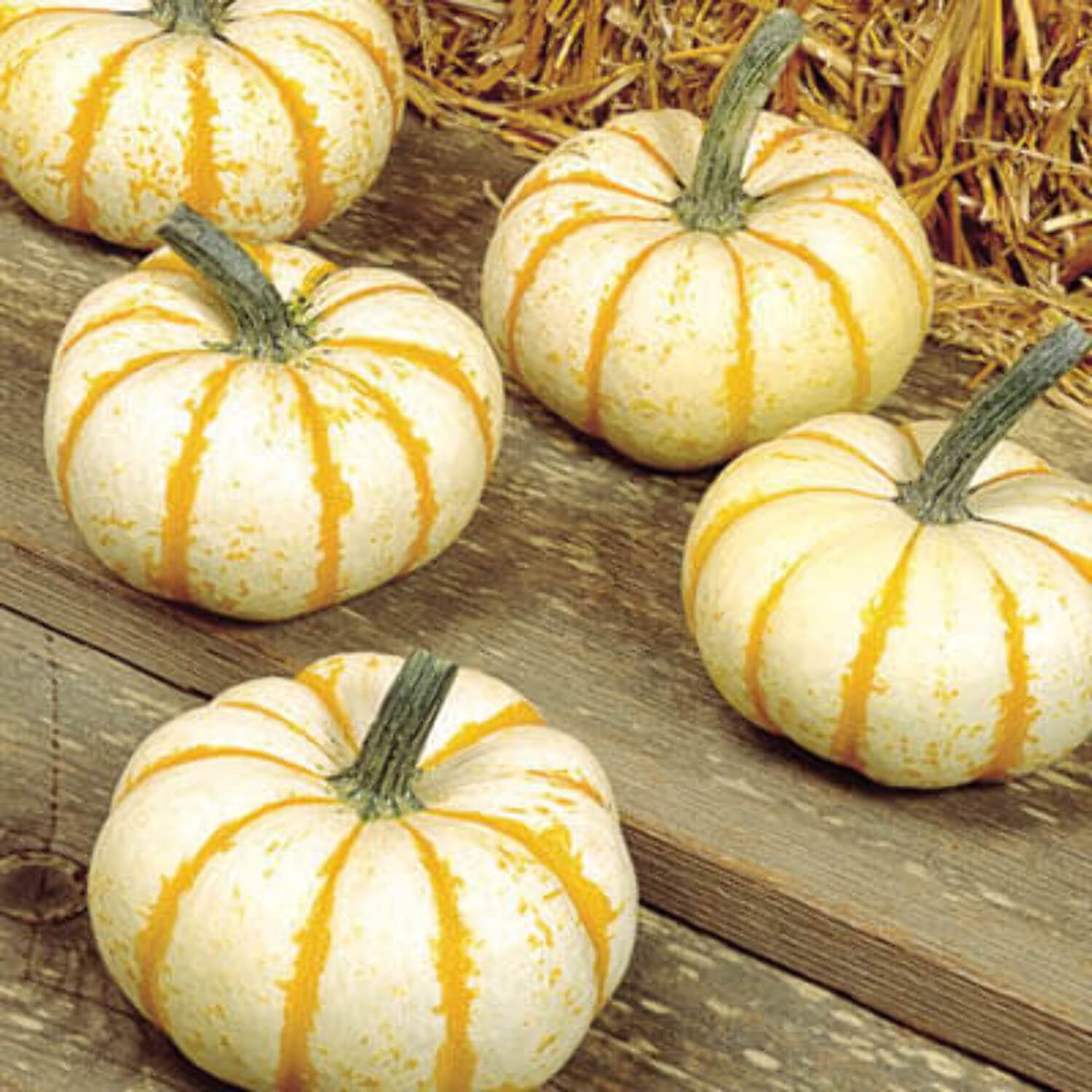 Pumpkin Lil Pump-Ke-Mon F1 Seed, Treated, 1,000 Seeds