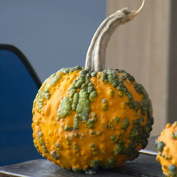 Pumpkin Miniwarts F1 Seeds -FarMore Treated