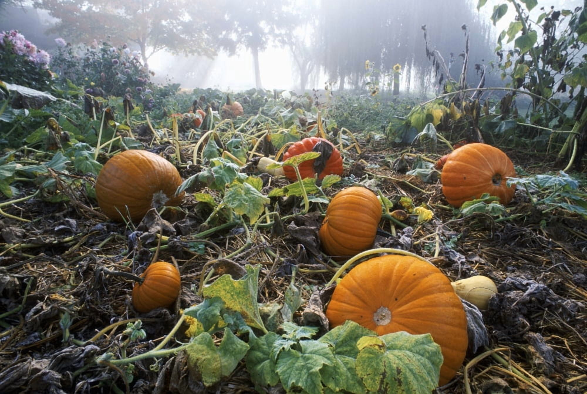 Pumpkin Patch British Columbia Canvas Art - David Nunuk Design Pics (17 x 11)