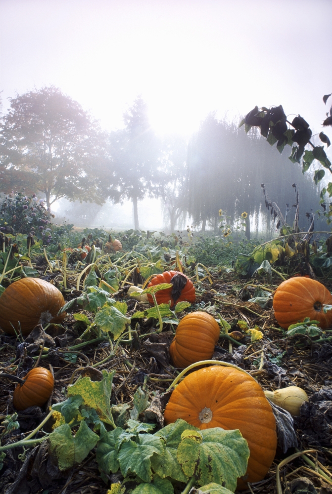 Pumpkin Patch British Columbia Canvas Art - David Nunuk Design Pics (22 x 34)